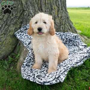 Bella, Mini Goldendoodle Puppy
